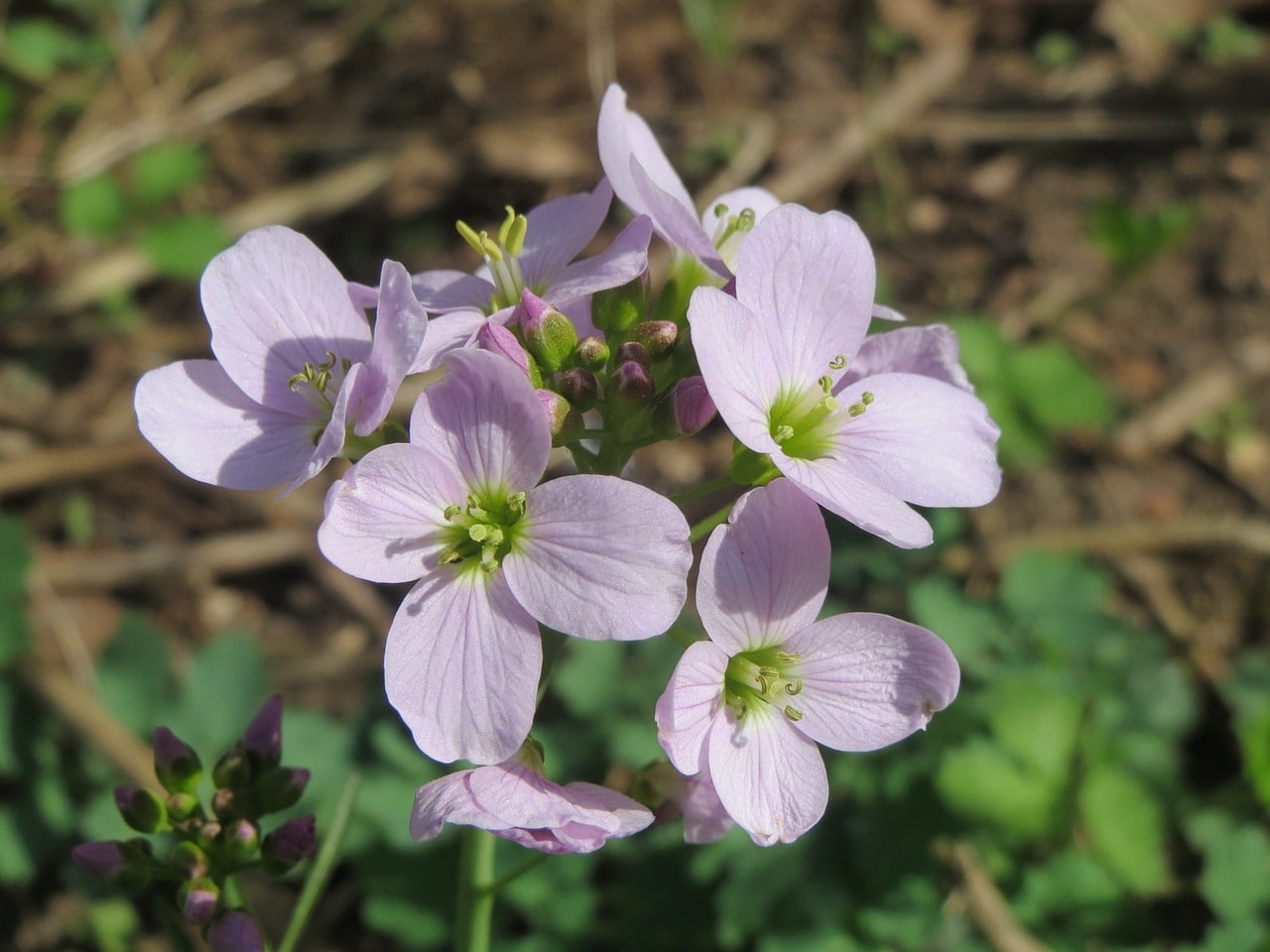 cuckoo flower | Bushcraft Buddy