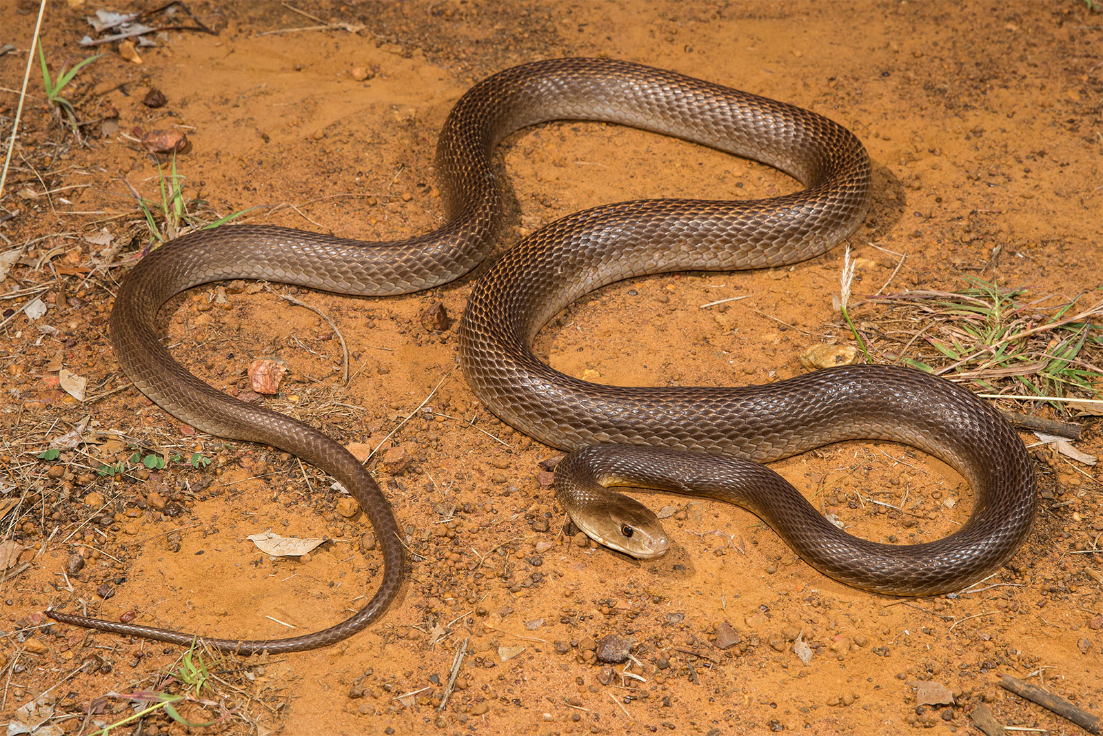 Тайпан коварная. Тайпан (Oxyuranus scutellatus). Прибрежный Тайпан. Тайпан Маккоя змея. Змеи Австралии Тайпан.