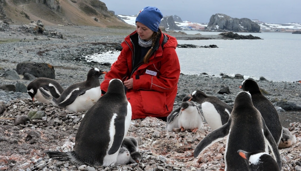 Antarctica Friendly Penguins 